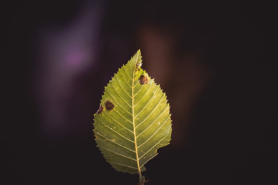 closeup photography of green leaf, green leaf with black and purple background HD wallpaper