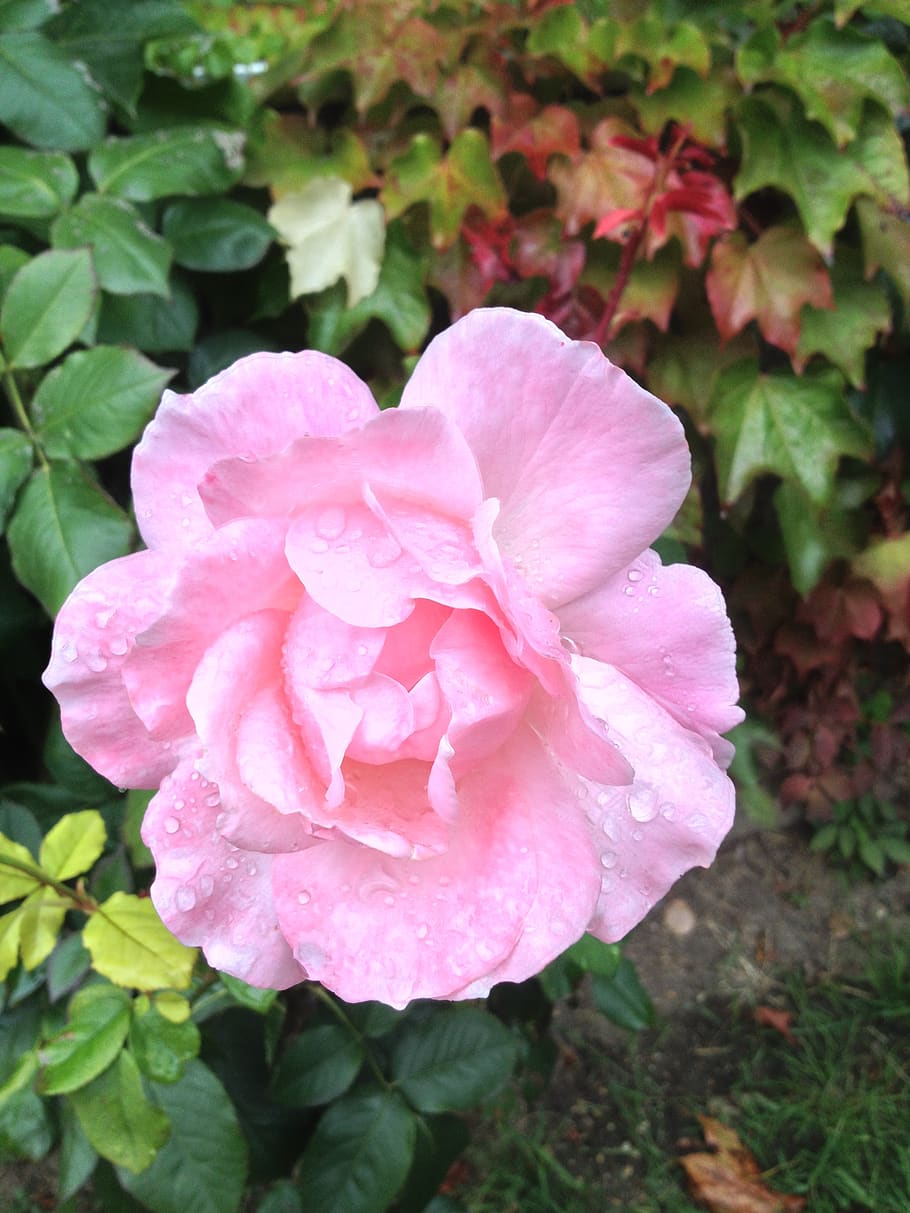 flower, pink, petals, flowering plant, pink color, growth, beauty in nature HD wallpaper