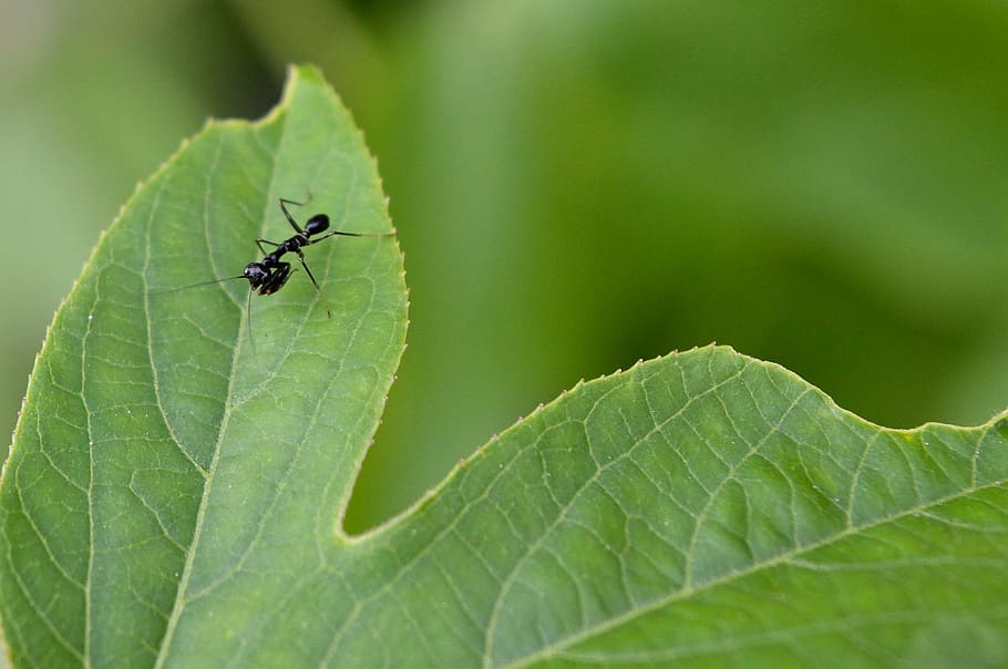 praying, mantis, black, passiflora, passion, flower, leaf, insect HD wallpaper