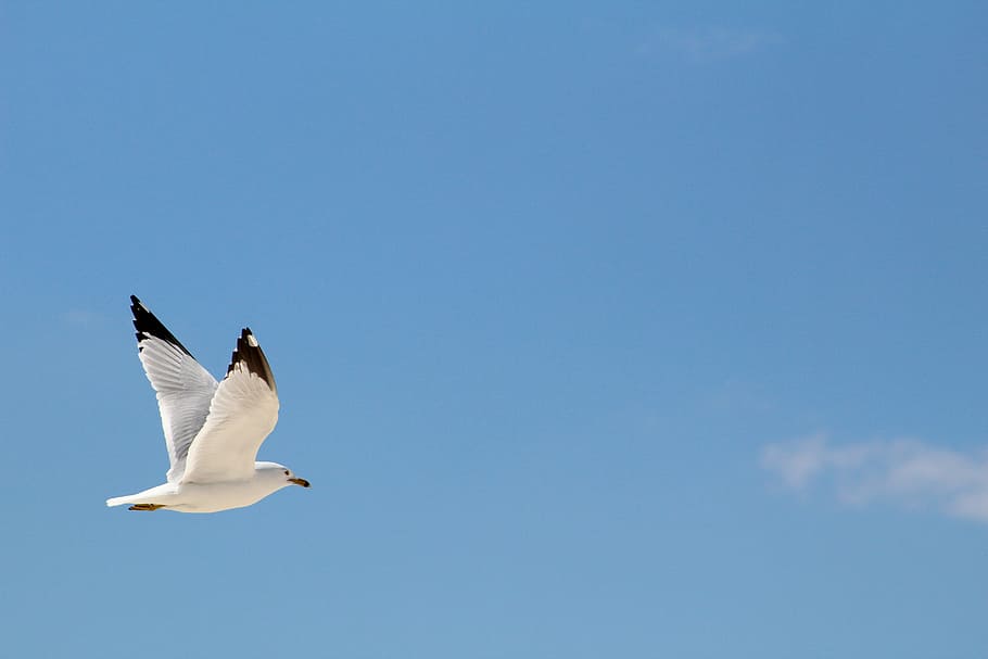white and brown seagull flying in sky, white pigeon soaring in sky during daytime HD wallpaper