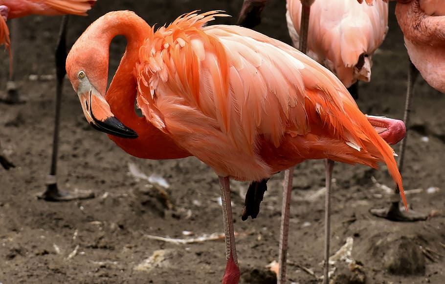 orange flamingos on browng ground, bird, colorful, feather HD wallpaper