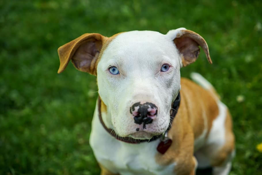 white and brown American pit bull terrier on grass field, dog