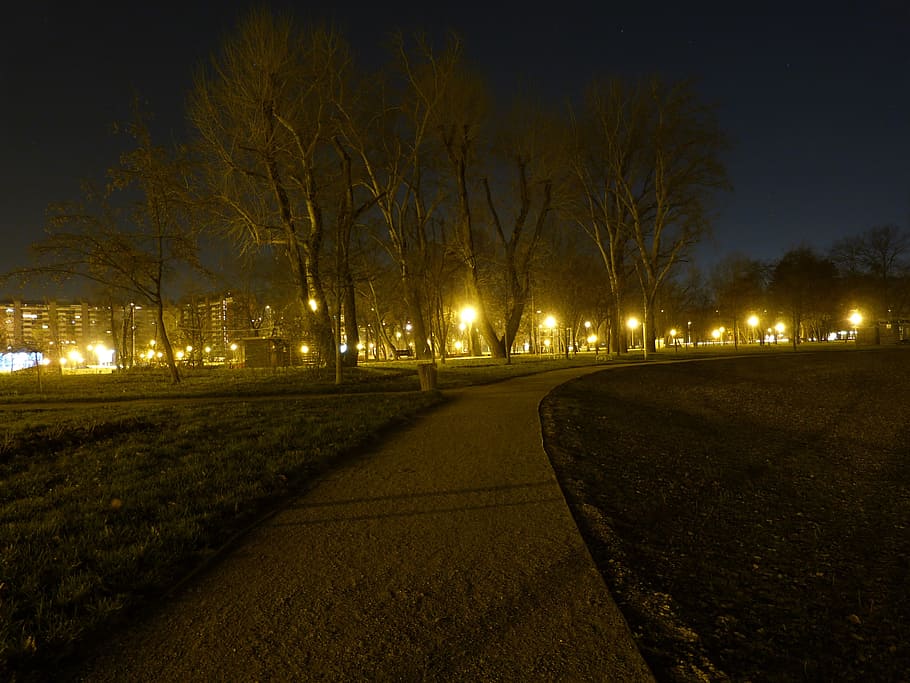 park, night, lights, forest, urban, road, illuminated, tree HD wallpaper