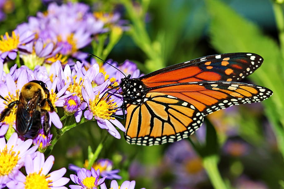 butterfly, bee, daisy, insect, flower, monarch, macro, wildflower HD wallpaper