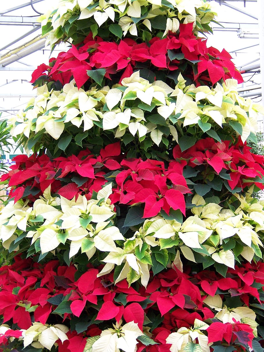 Hd Wallpaper Poinsettias White Flowers Red Christmas Tree Xmas Winter Wallpaper Flare