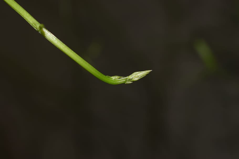 bud, plant, close, close-up, no people, growth, freshness, green color HD wallpaper