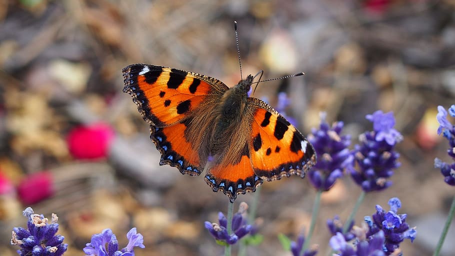 animals, butterfly, insect, macro, nature, insects, beauty HD wallpaper