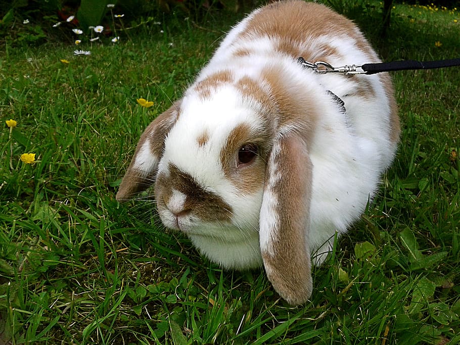 rabbit, leash, brown white, wheel, go walkies, drop earrings HD wallpaper