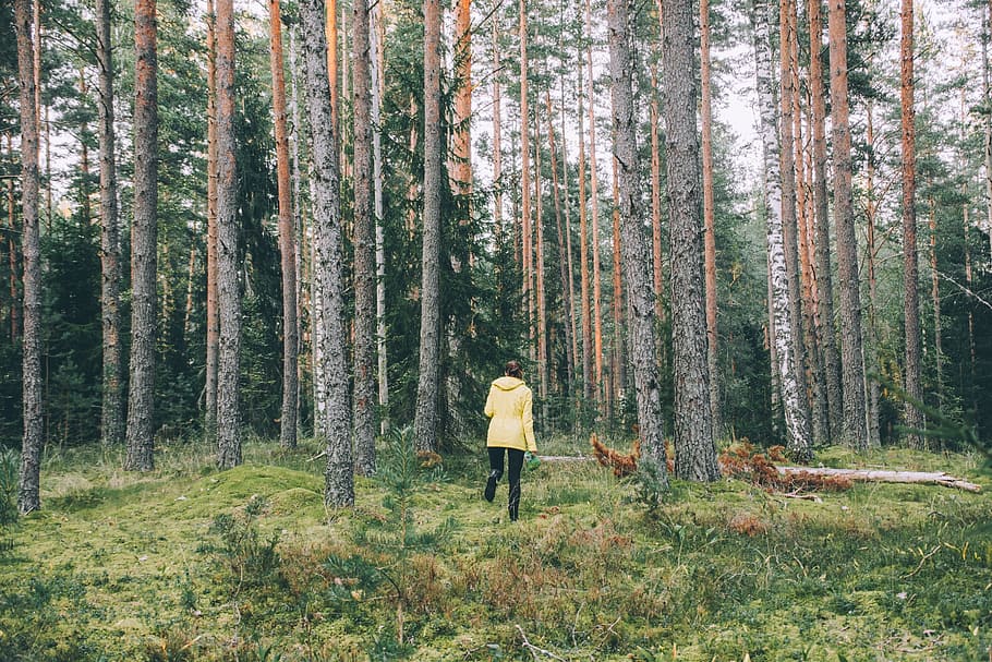 trees, plant, woods, forest, green, grass, outdoor, people HD wallpaper