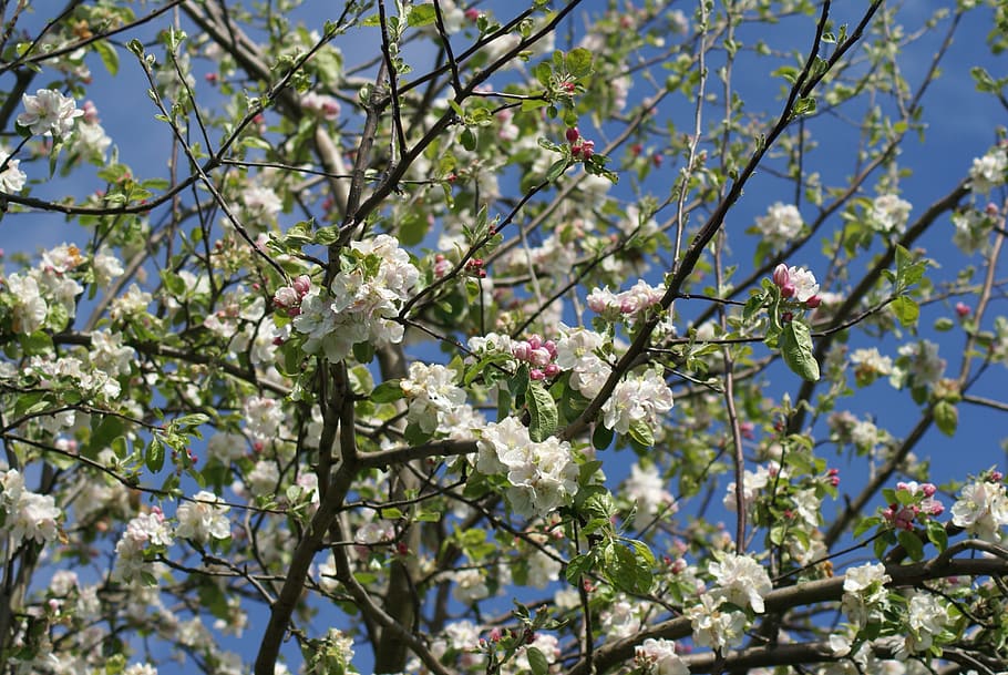 Spring, Tree, apfleblüten, flower, blossom, branch, fragility HD wallpaper