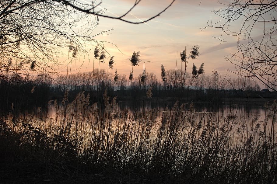 nature, landscape, reflection, tree, dusk, tranquility, sky HD wallpaper