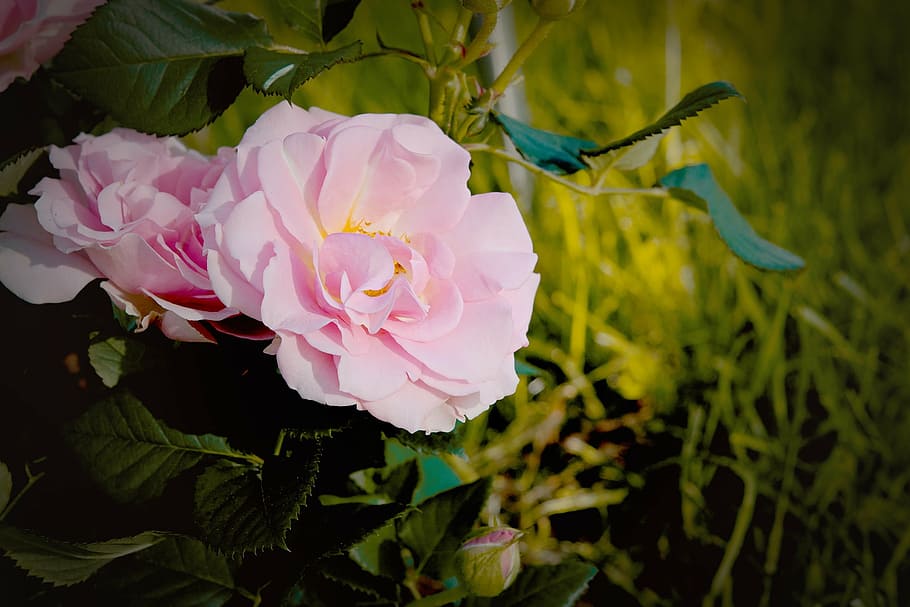 vignette photography of peony flower, rose, blossom, bloom HD wallpaper