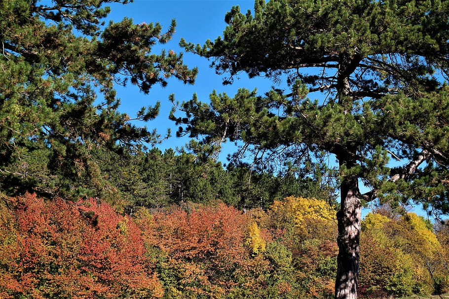 trees, autumn, fall foliage, fall color, colorful, nature, autumn mood HD wallpaper