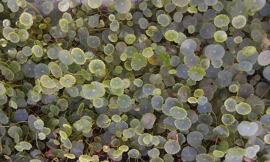 greenery, nature, carpet, backgrounds, full frame, no people HD wallpaper
