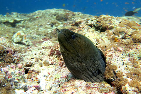 Moray, Eel, Fish, Ocean, Underwater, marine, aquatic, giant HD wallpaper