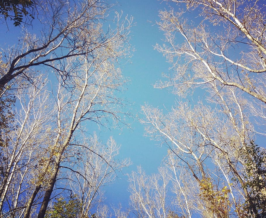sky, trees, branches, nature, spring, scenery, plant, low angle view HD wallpaper