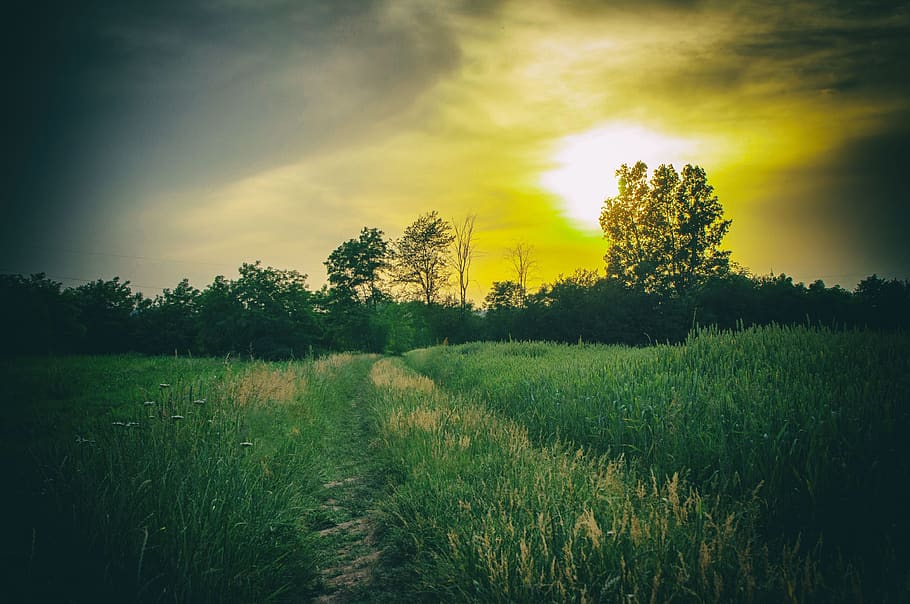 nature, sunset, landscape, plant, sky, tranquility, tranquil scene HD wallpaper