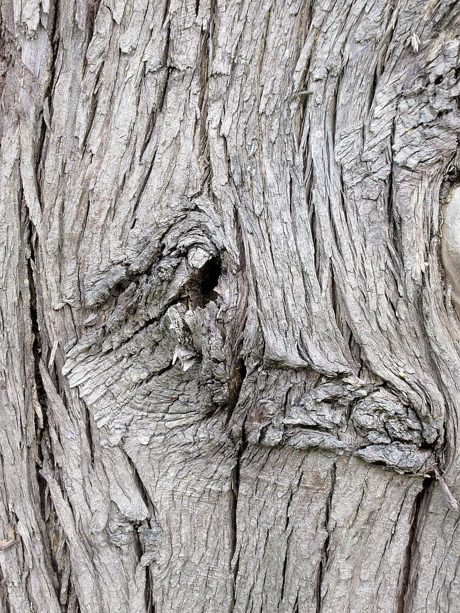 Tree, Bark, Nature, Forest, Trunk, Wood, park, tree trunk, natural HD wallpaper