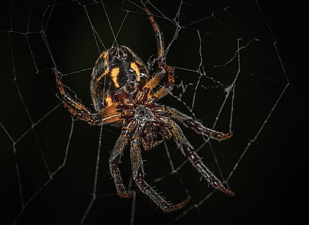 spider, spider web, trap, fear, arachnids, macro, animal themes HD wallpaper