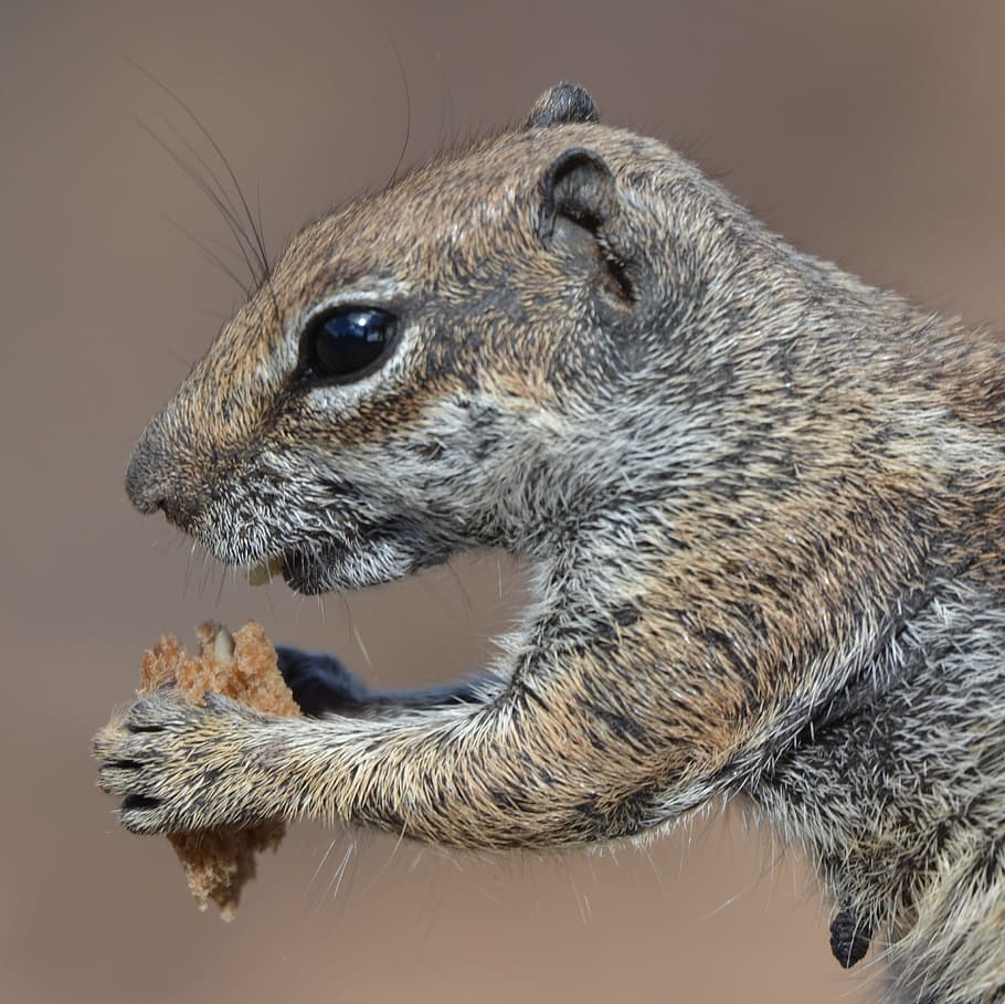 Ground Squirrel, Animal, chipmunk, food, wildlife, rodent, mammal HD wallpaper