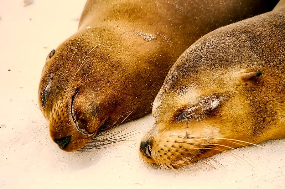 two brown seals, sleeping, resting, cute, beach, seashore, nature HD wallpaper