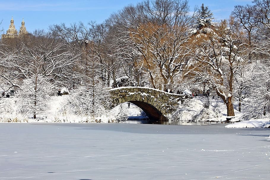 central, park, manhattan, new york, winter, snow, ice, tree HD wallpaper