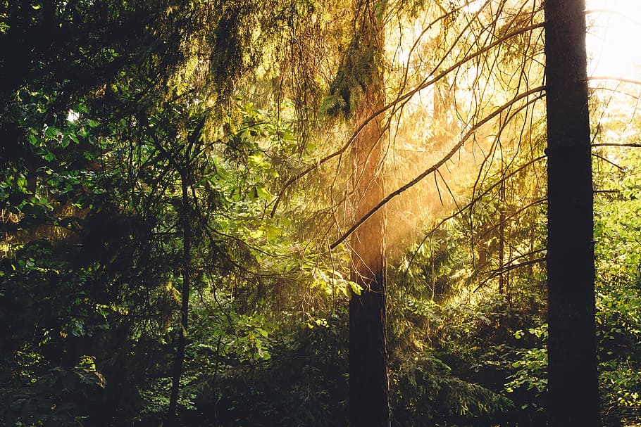 middle of forest, sunlight, woods, trees, rays, nature, green HD wallpaper