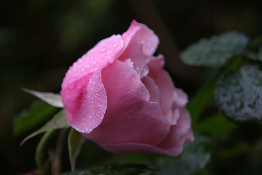 rose, love, happy, open, pink, flower, nature, romance, romantic HD wallpaper