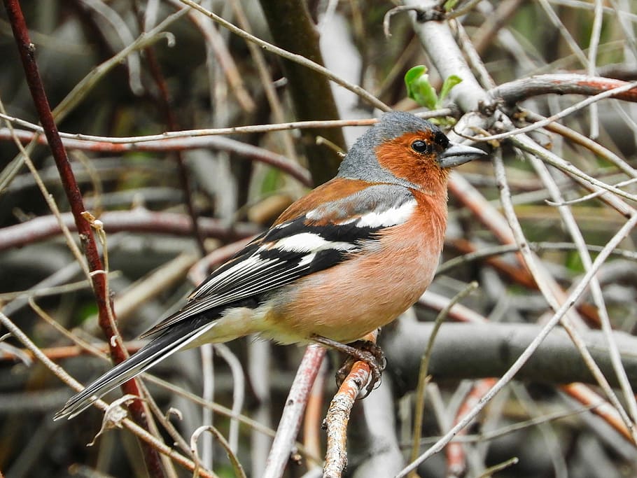 bird, brown, spring, lovely, animal wildlife, animal themes HD wallpaper