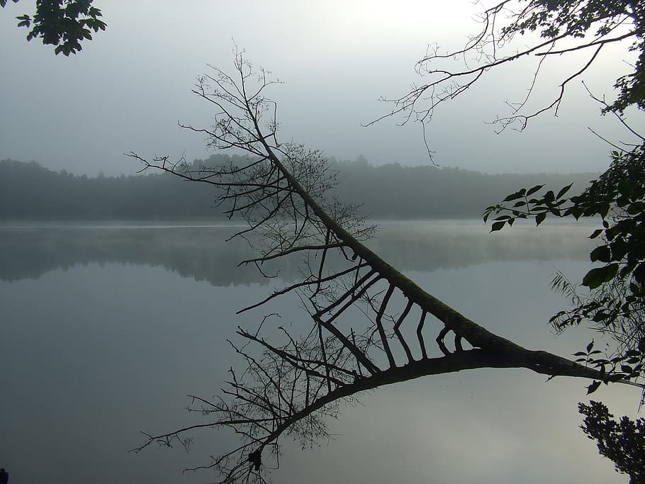 lake, fog, tree, tranquility, water, tranquil scene, plant HD wallpaper