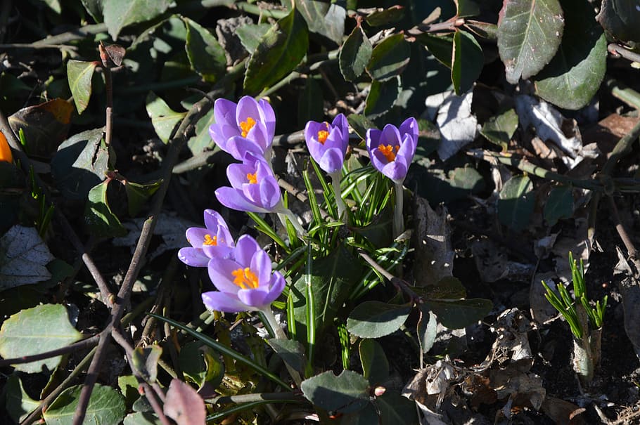 Spring, Crocus, Nature, Flower, flowers, violet, blooms, plant HD wallpaper