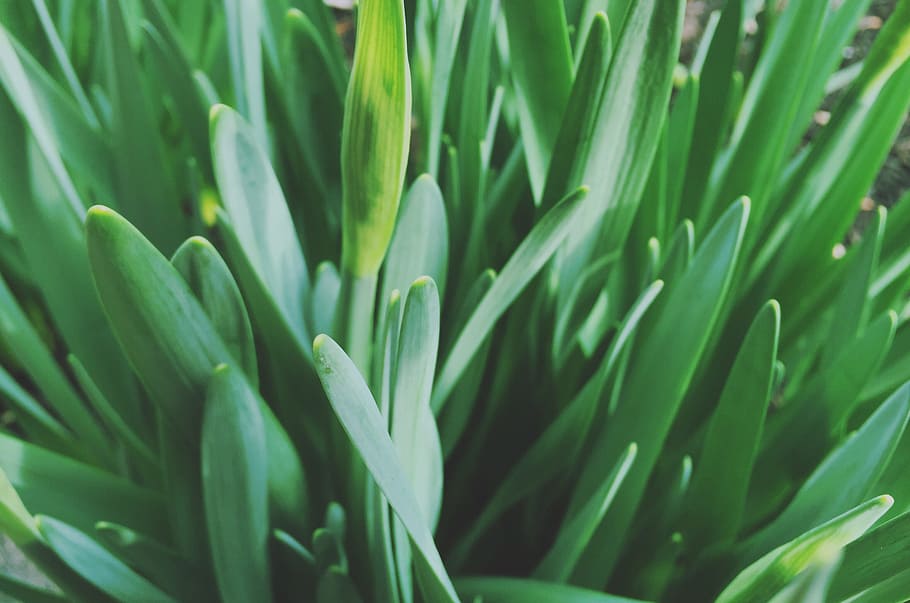 blur, bright, close-up, color, environment, fresh, freshness HD wallpaper