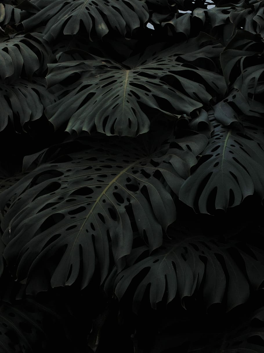 Swiss cheese plant, green plant, full frame, backgrounds, no people HD wallpaper