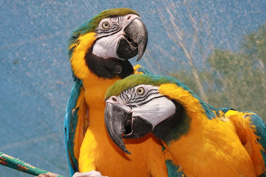 two yellow and green parrots painting, african parrot, bird, macaw