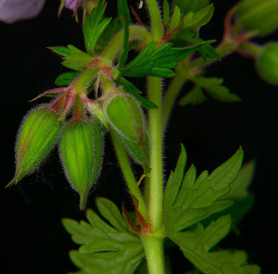 blood geranium bud, vision violet, flower bud, close, plant, HD wallpaper