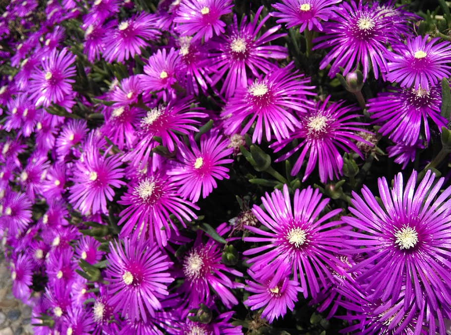 flowers, 꽃, flowering plant, freshness, beauty in nature HD wallpaper