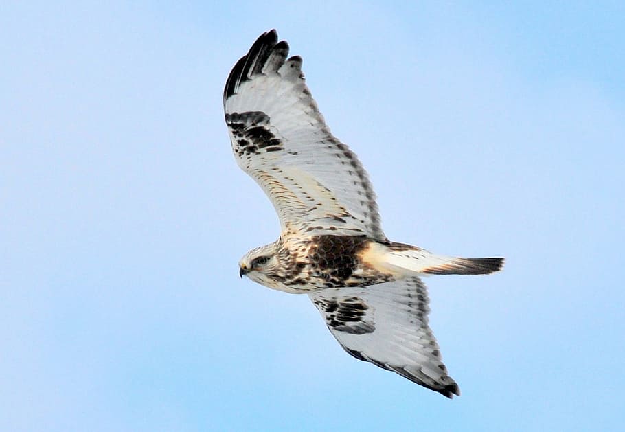 rough legged hawk, soaring, bird, raptor, flight, flying, wild HD wallpaper