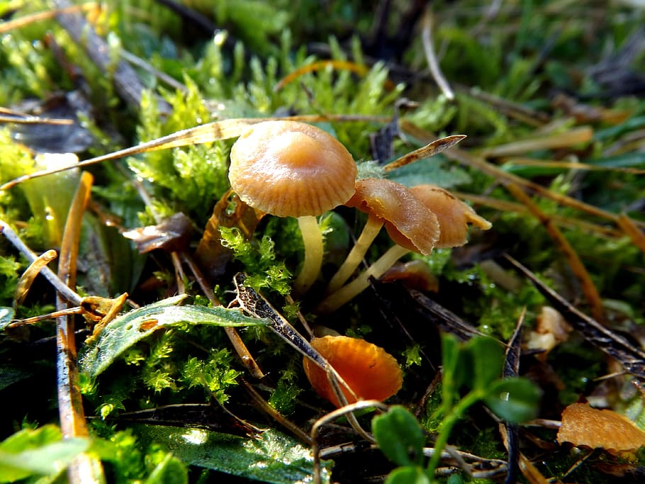 mushrooms, moss, tiny, green, plants, fungus, vegetable, growth HD wallpaper