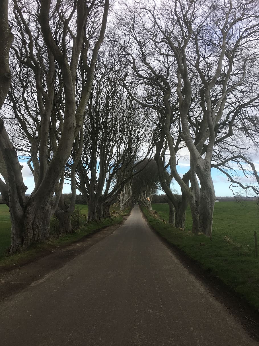 Hd Wallpaper Ireland The Dark Hedges Game Of Thrones Series