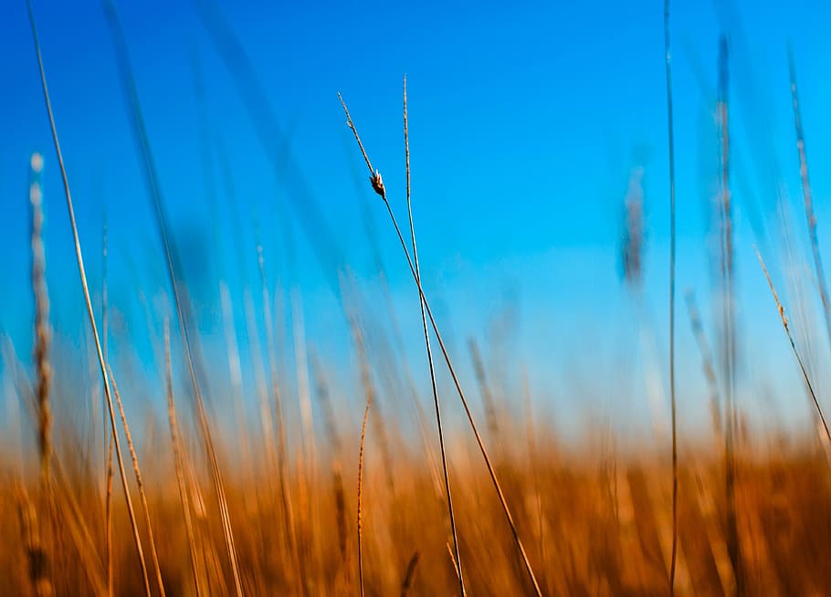 green field in daytime, nature, blue, macro, wheat, light, season, HD wallpaper