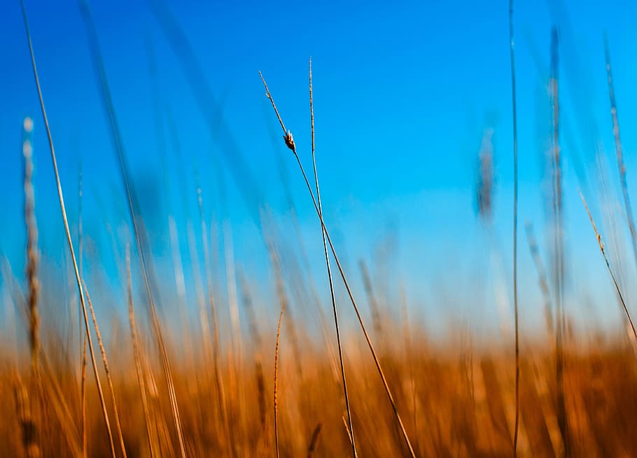 green field in daytime, nature, blue, macro, wheat, light, season HD wallpaper