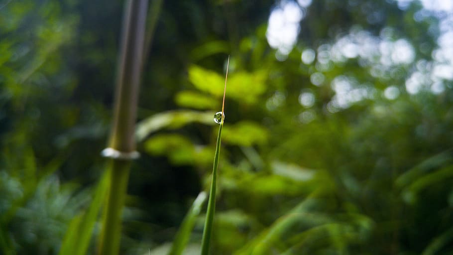 plant, leaf, nature, summer, outdoors, tree, beauty in nature HD wallpaper
