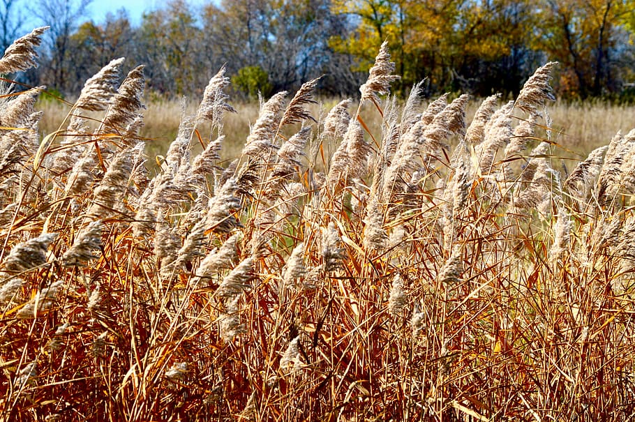 grass, wheat, nature, landscape, prairie, canada, autumn, fall HD wallpaper