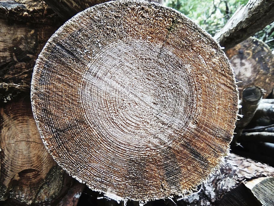 wood, cross section, tribe, log, lumber, tree, timber, forest HD wallpaper