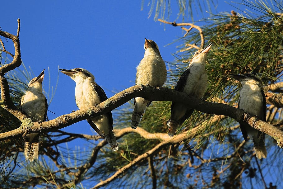 five white birds on brown tree branch, five long-beaked birds on tree branch HD wallpaper