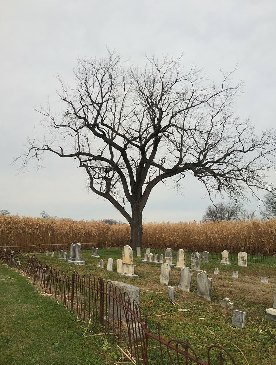 cemetery, tree, october, halloween, graveyard, bare tree, tombstone HD wallpaper