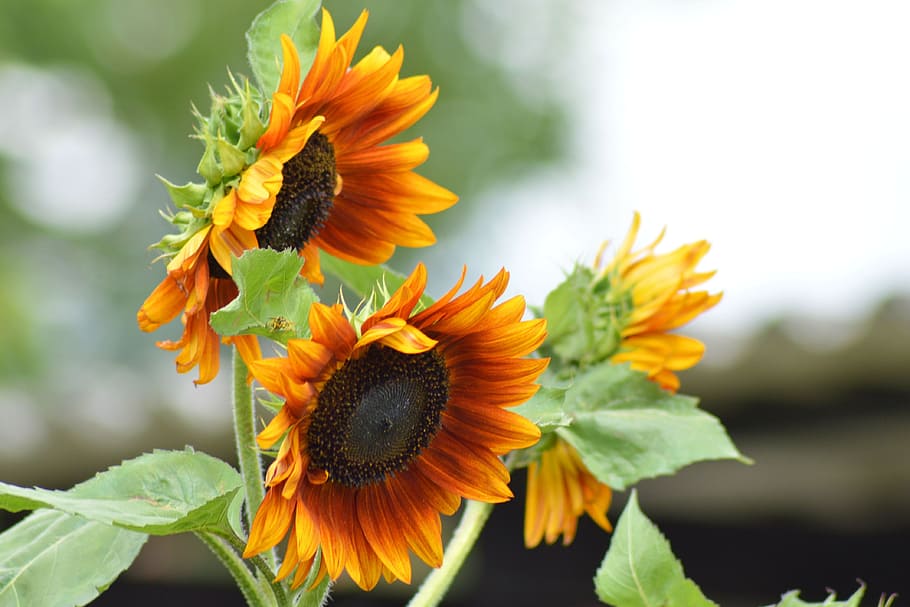 Sunflower, Blossom, Bloom, Plant, summer, garden, nature, freshness HD wallpaper