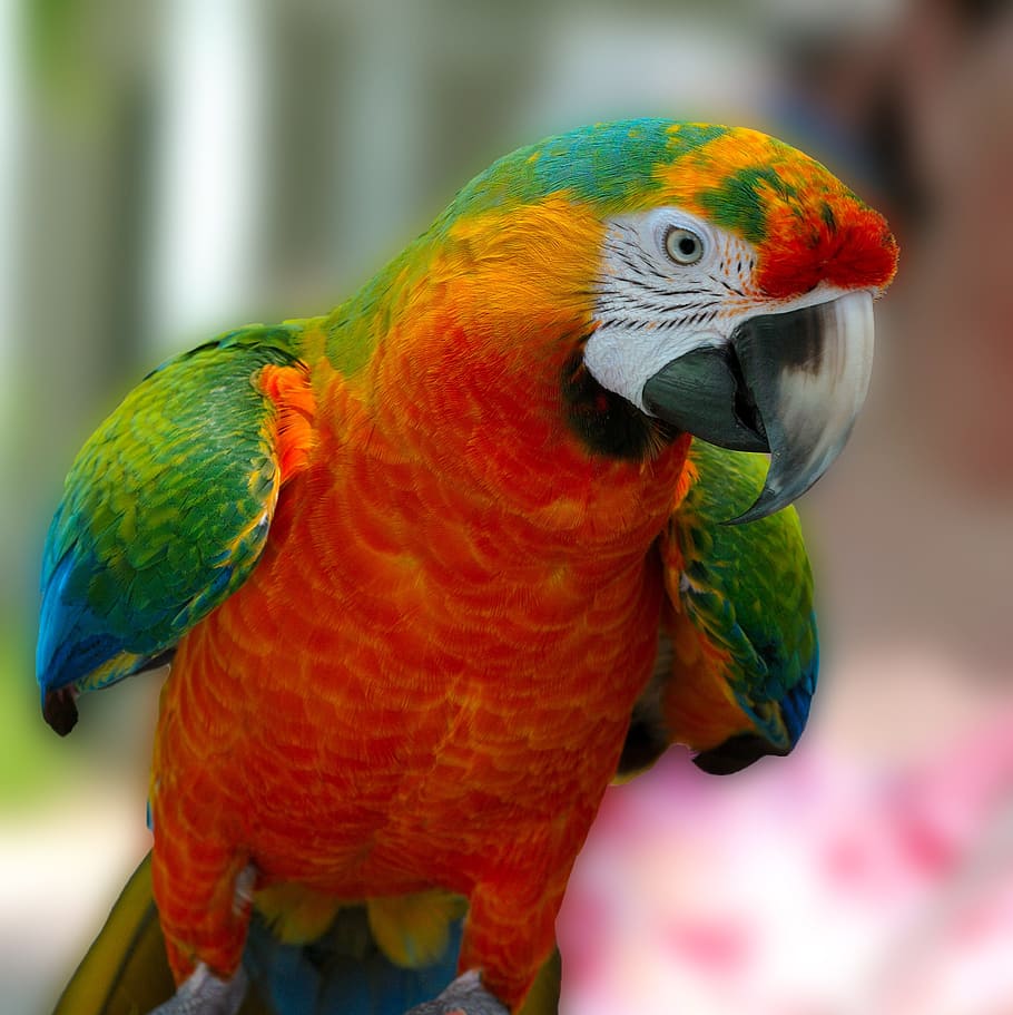 orange and green scarlet macaw, parrot, bird, hybrid, red, blue, HD wallpaper