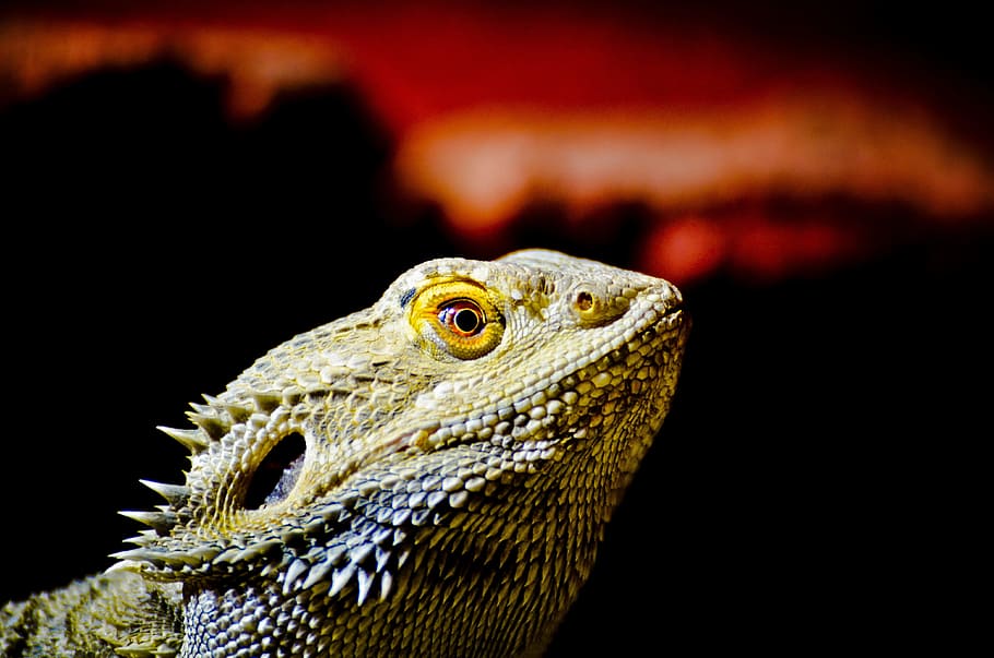 Bearded dragon lizards animals 1080P, 2K, 4K, 5K HD wallpapers free downloa...