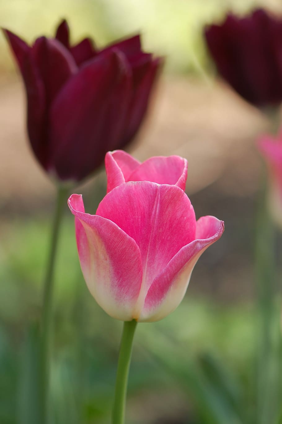 flower, tulip, flowering plant, beauty in nature, vulnerability HD wallpaper